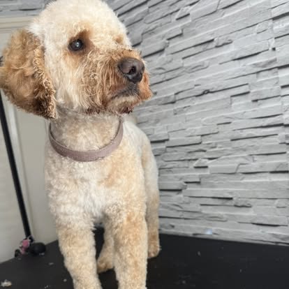 Golden Cockapoo with a fresh trim
