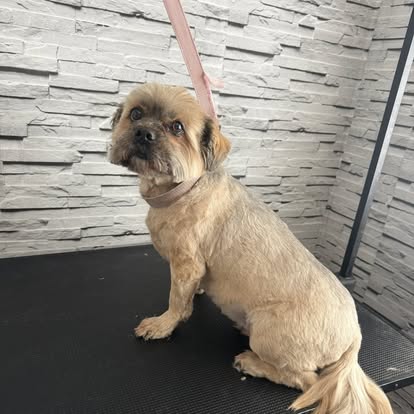 Shih Tzu looking up after grooming