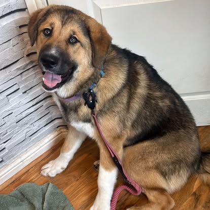 Happy German Shepherd mix puppy