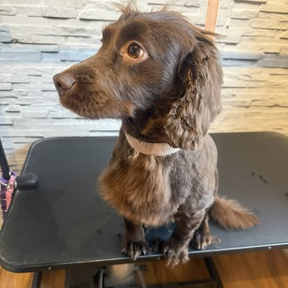 Chocolate Cocker Spaniel on the table