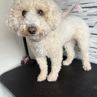Curly white Bichon Frise looking adorable