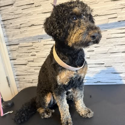 Black and tan Cockapoo after grooming