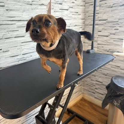 Cute terrier mix standing on grooming table