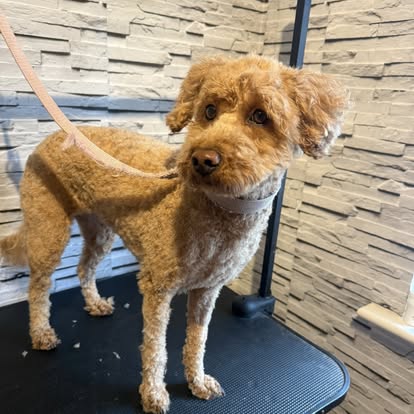 Red Cockapoo with a fresh body clip
