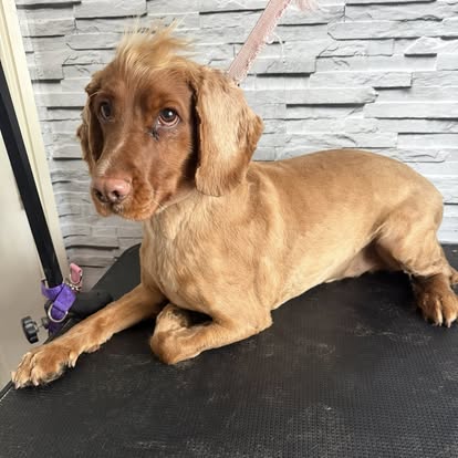 Golden Cocker Spaniel puppy relaxing
