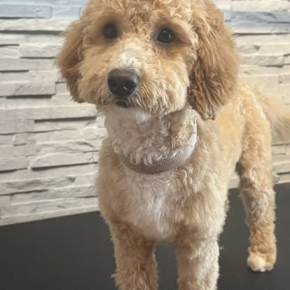 Adorable golden Cockapoo looking fresh