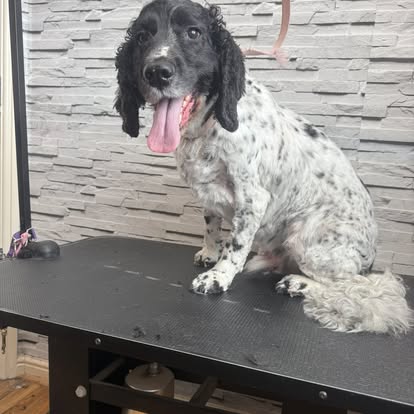 Playful Cocker Spaniel on the grooming table