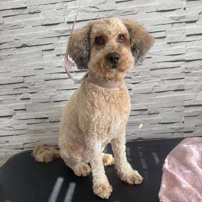 Cute mixed breed after a full groom