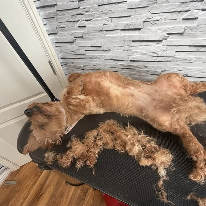 Cocker Spaniel mid-groom with fur clippings