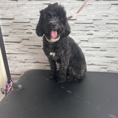 Happy black Cockapoo with a pink bow