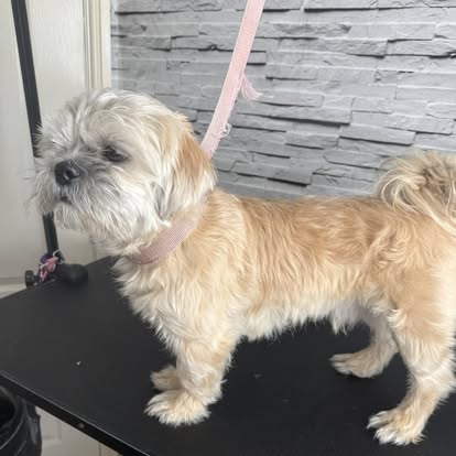 Freshly groomed Shih Tzu standing proud