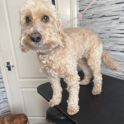 Blonde Cockapoo looking camera-ready