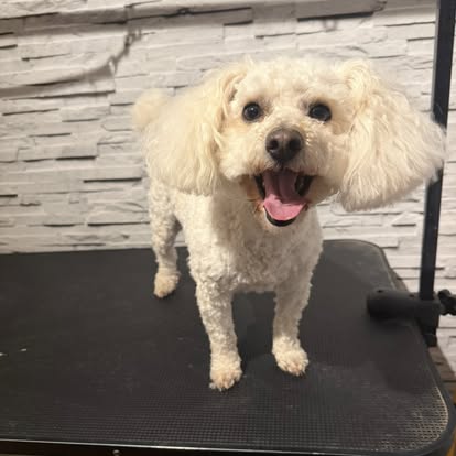 Smiling white Bichon Frise after grooming